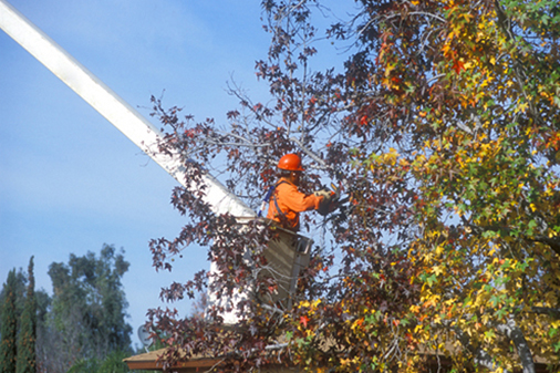 Tree Maintenance Tree Maintenance
