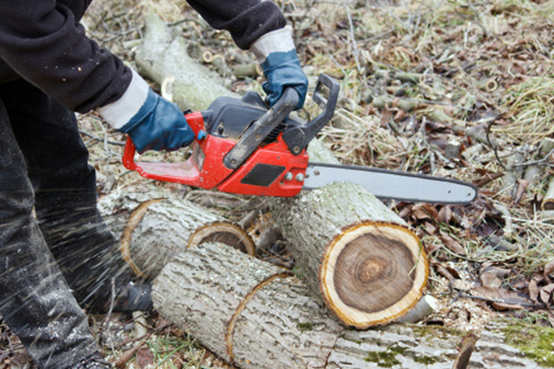 Tree Removal Tree Removal