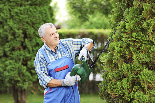 Tree Trimming Tree Trimming